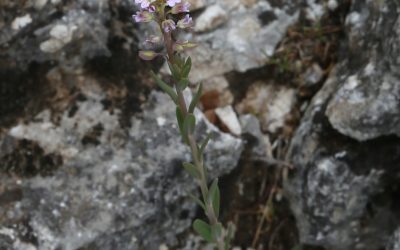 Aethionema des rochers