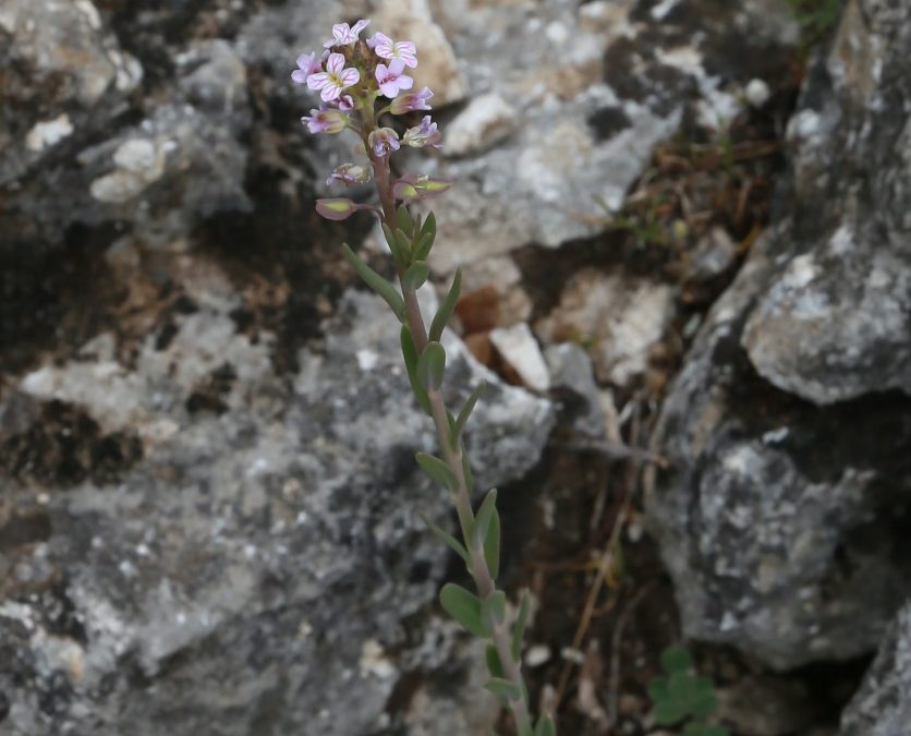 Aethionema des rochers