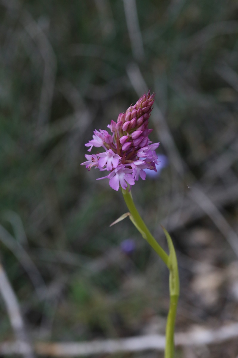 Orchis pyramidal