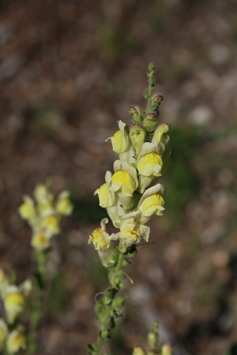 Muflier à grandes fleurs