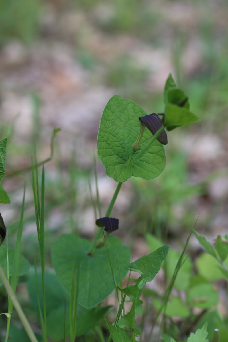 Aristoloche à feuilles rondes