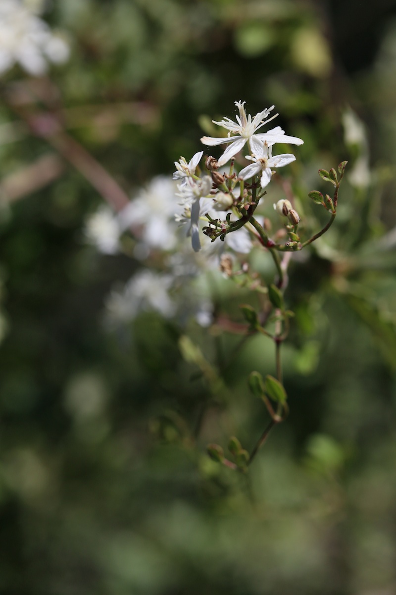 Clématite brûlante