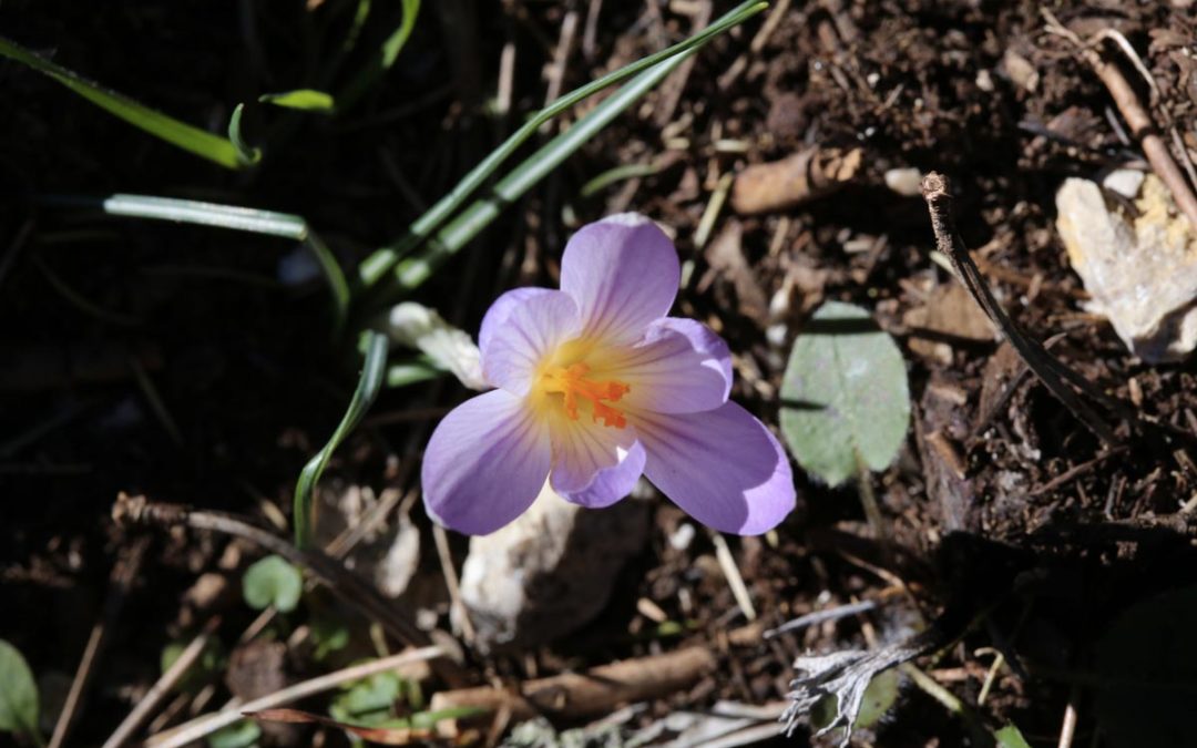 Crocus bigarré