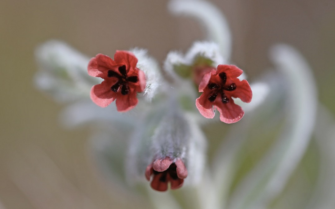 Cynoglosse à feuilles de giroflée