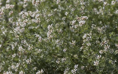 Dorycnie à cinq folioles – Badasse