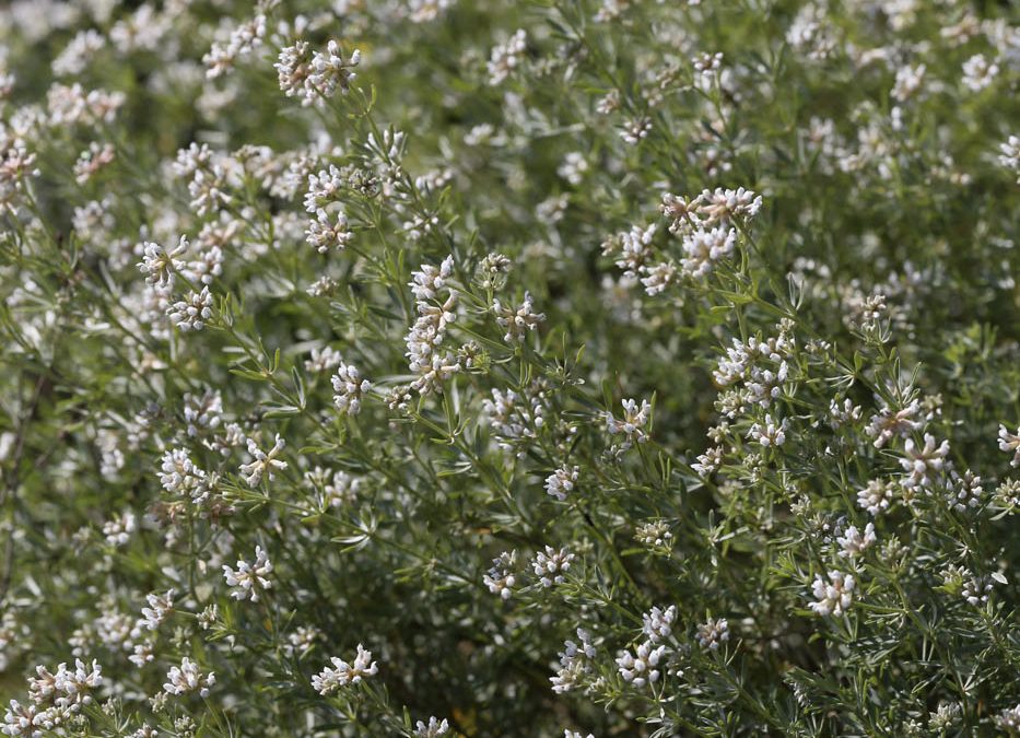 Dorycnie à cinq folioles – Badasse