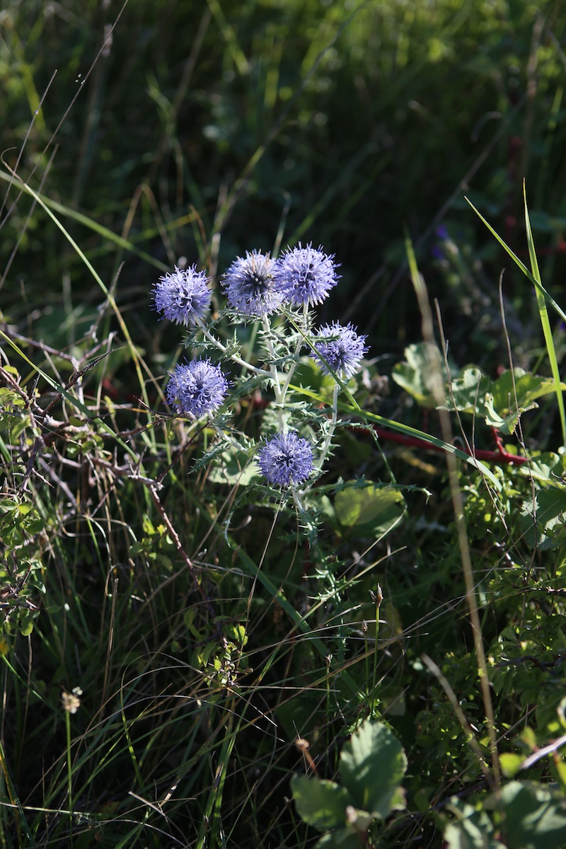 Echinops – Boulette azurée