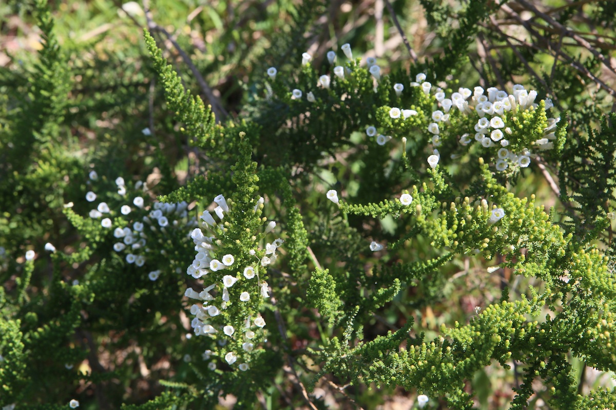 Bruyère arborescente