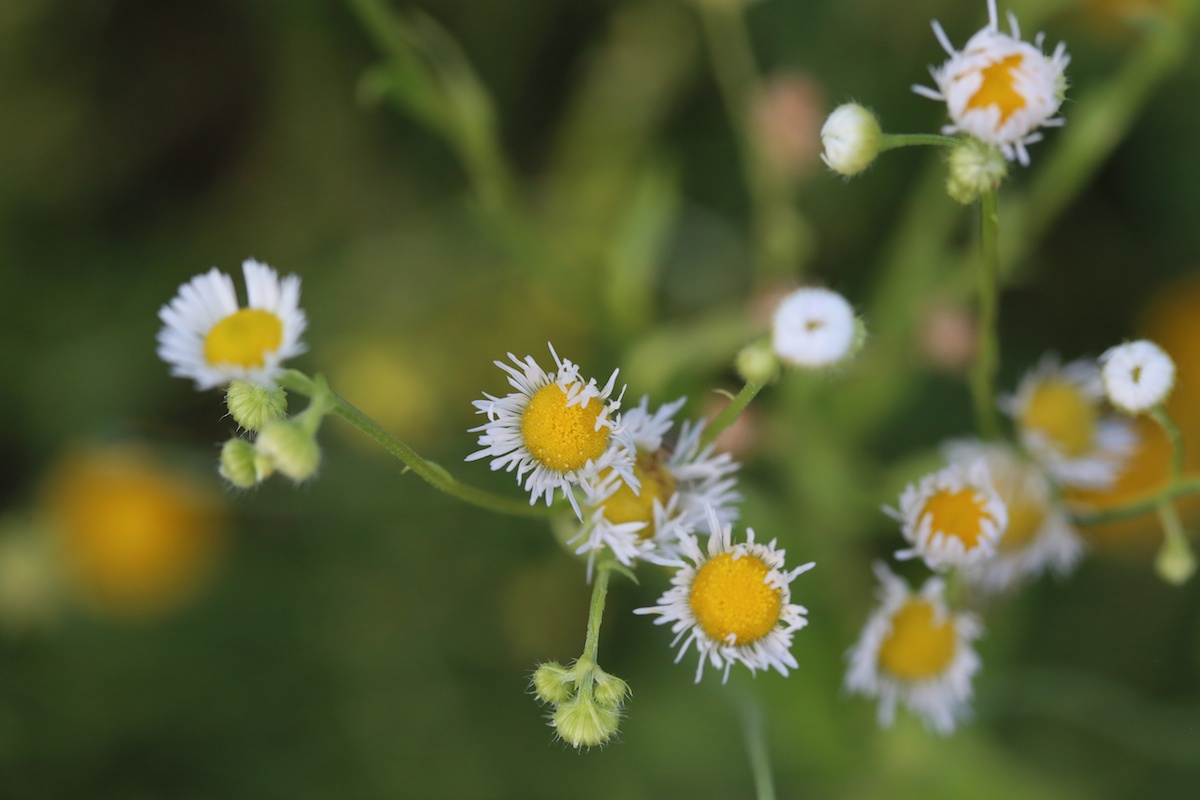 Vergerette annuelle