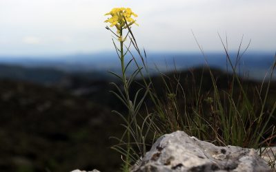 Vélar provençal