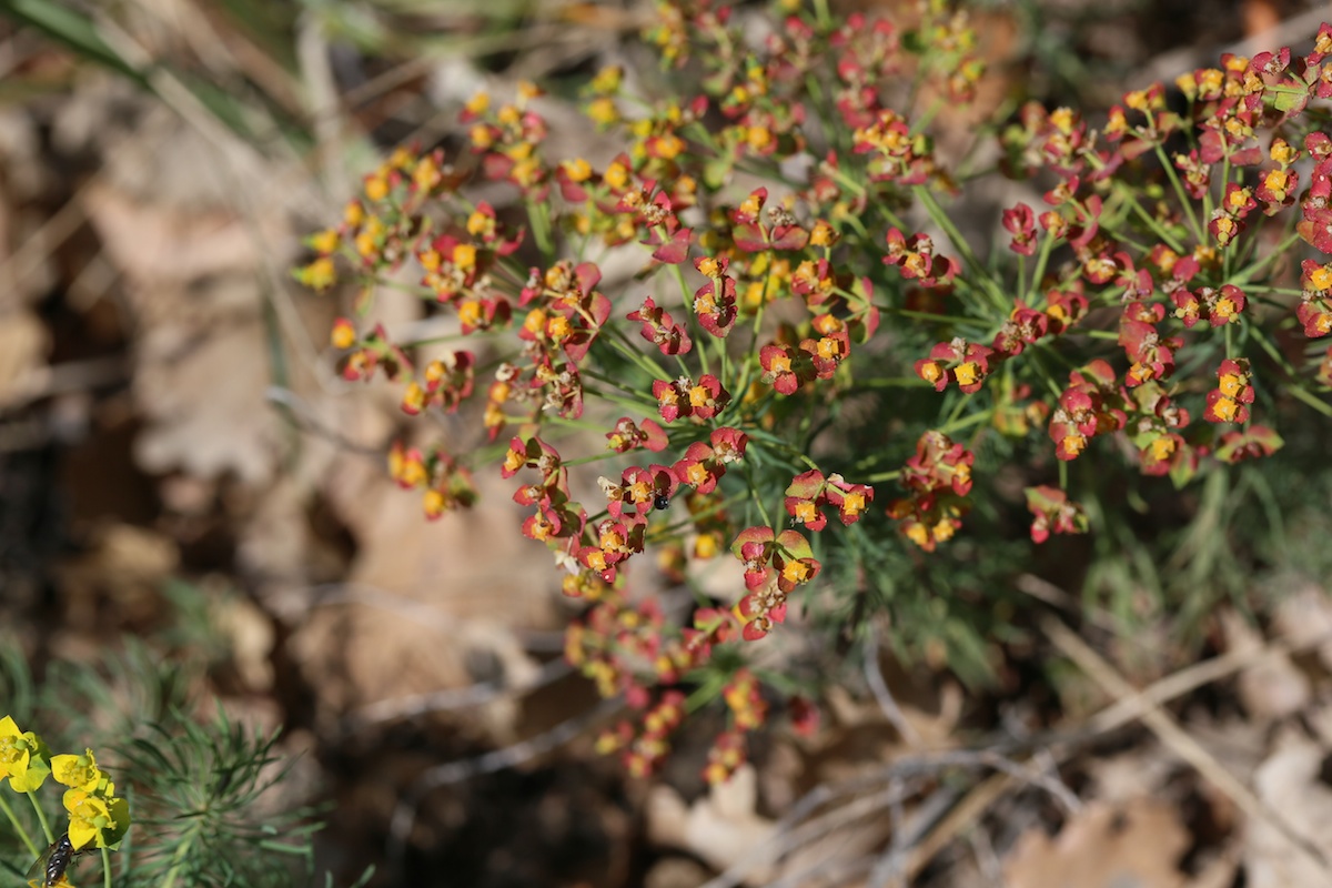 Euphorbe petit-cyprès