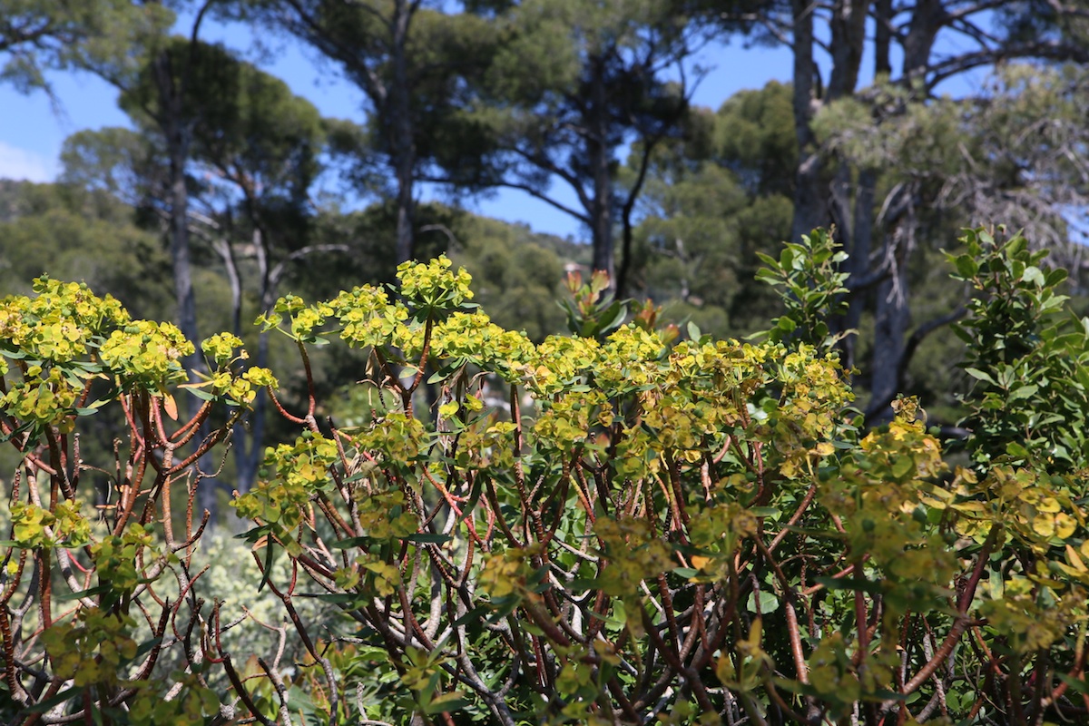 Euphorbe arborescente