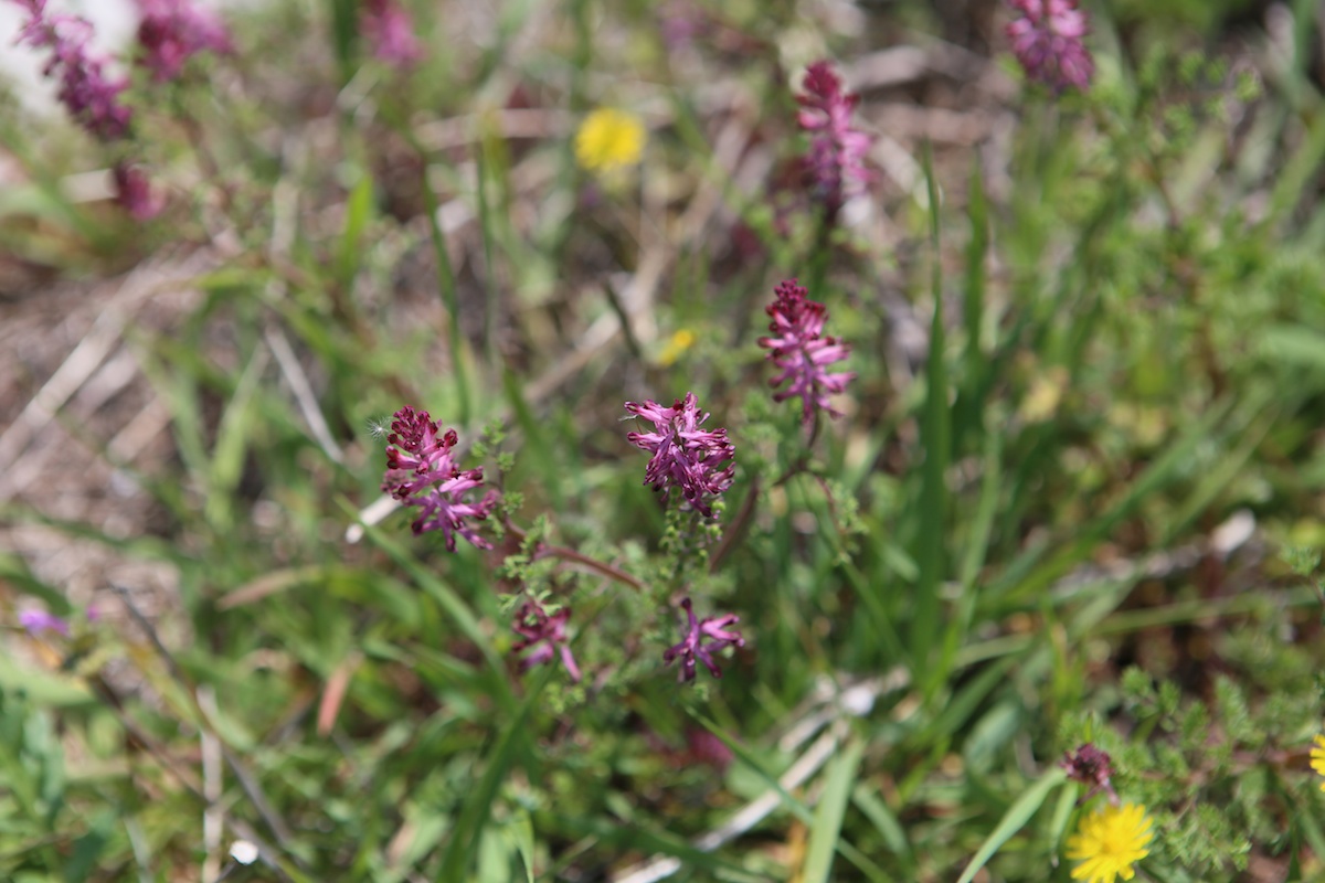 Fumeterre officinale