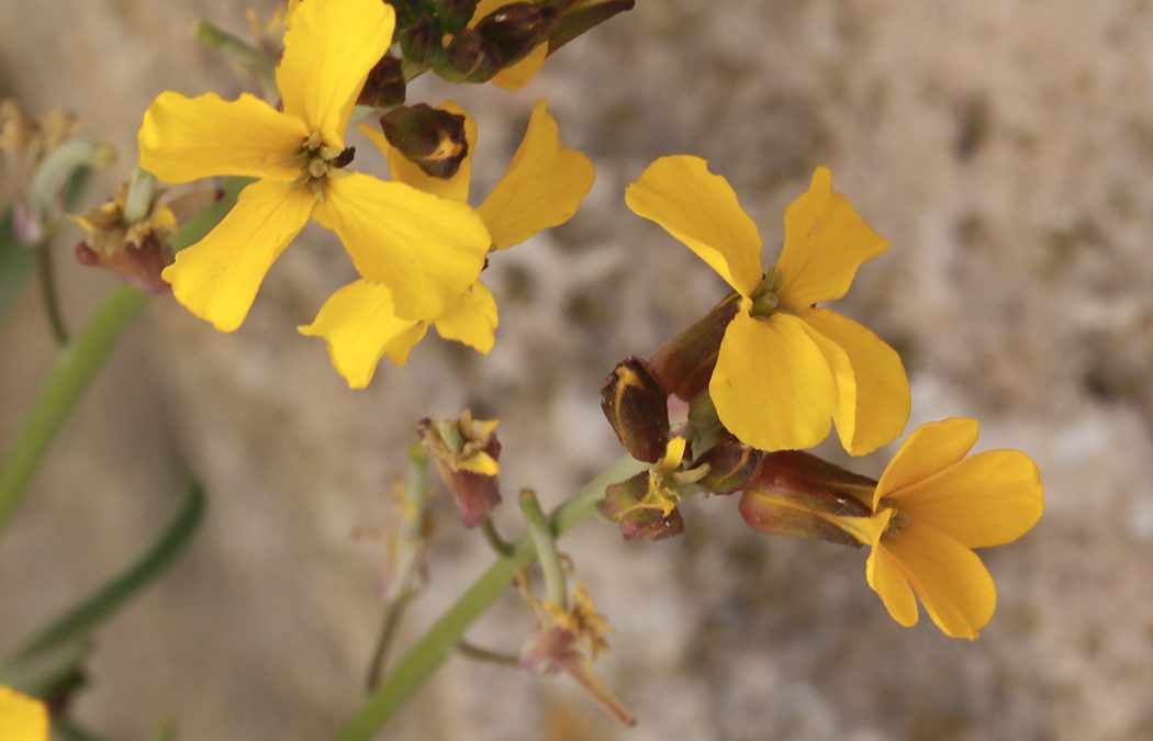 Giroflée jaune