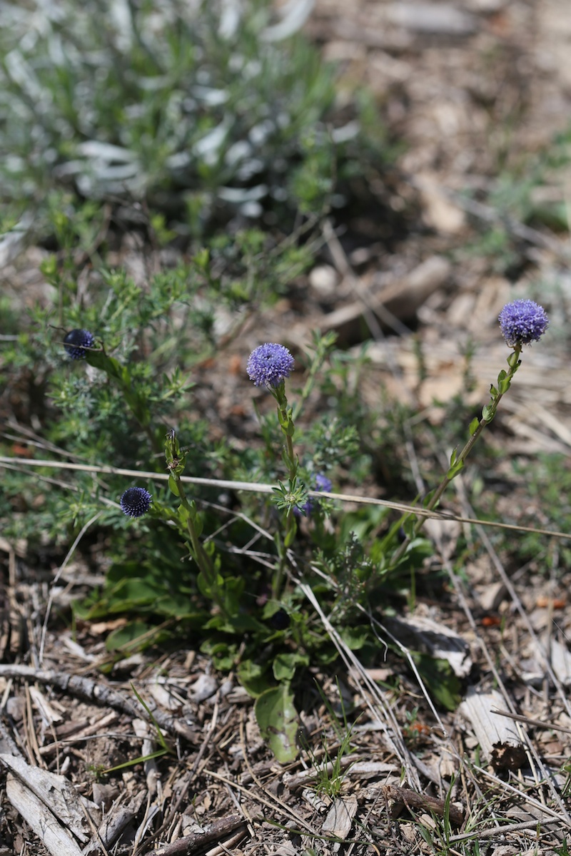 Globulaire allongée