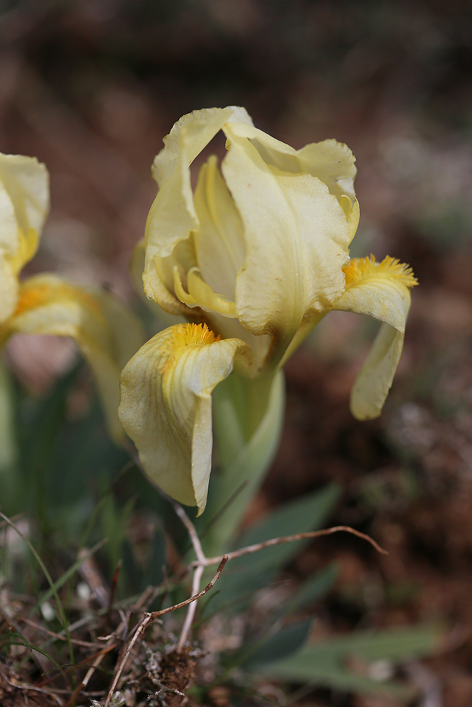 Iris des garrigues