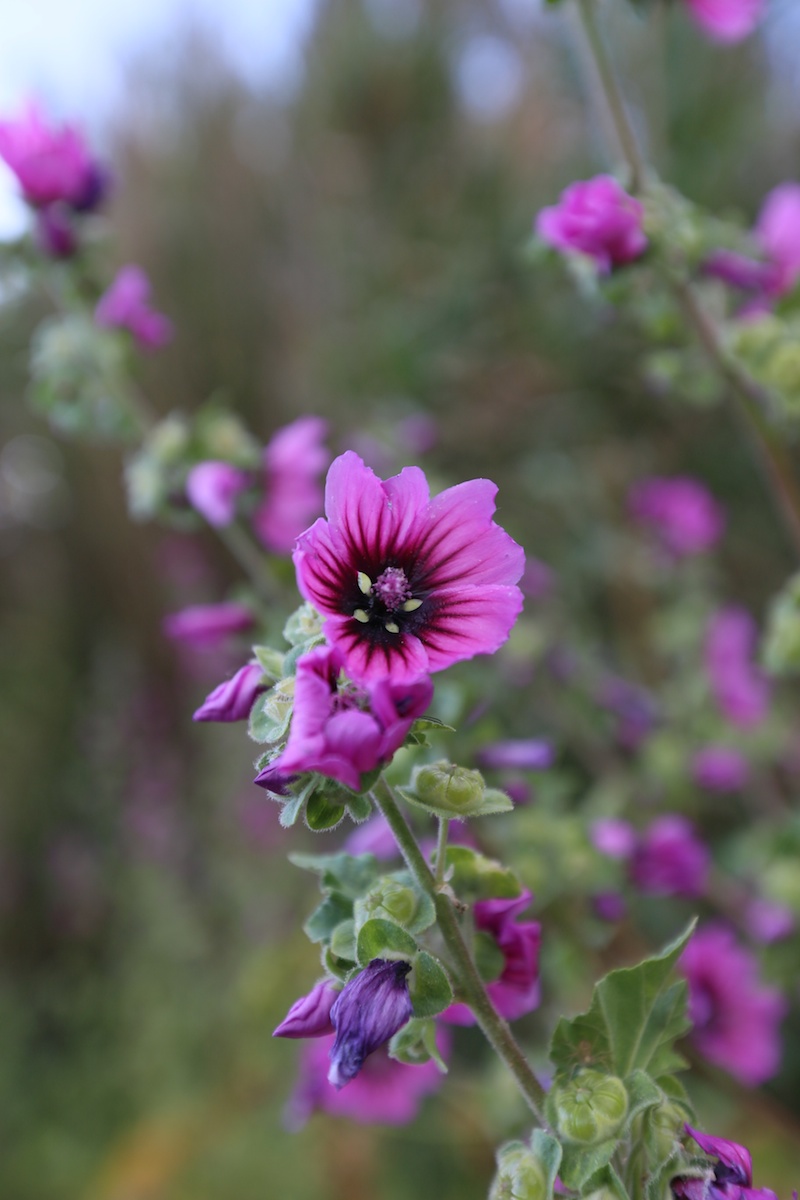 Lavatère arborescente