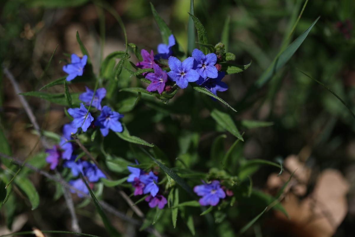 Grémil pourpre bleu