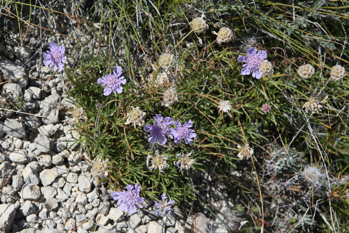 Scabieuse à feuilles de graminées