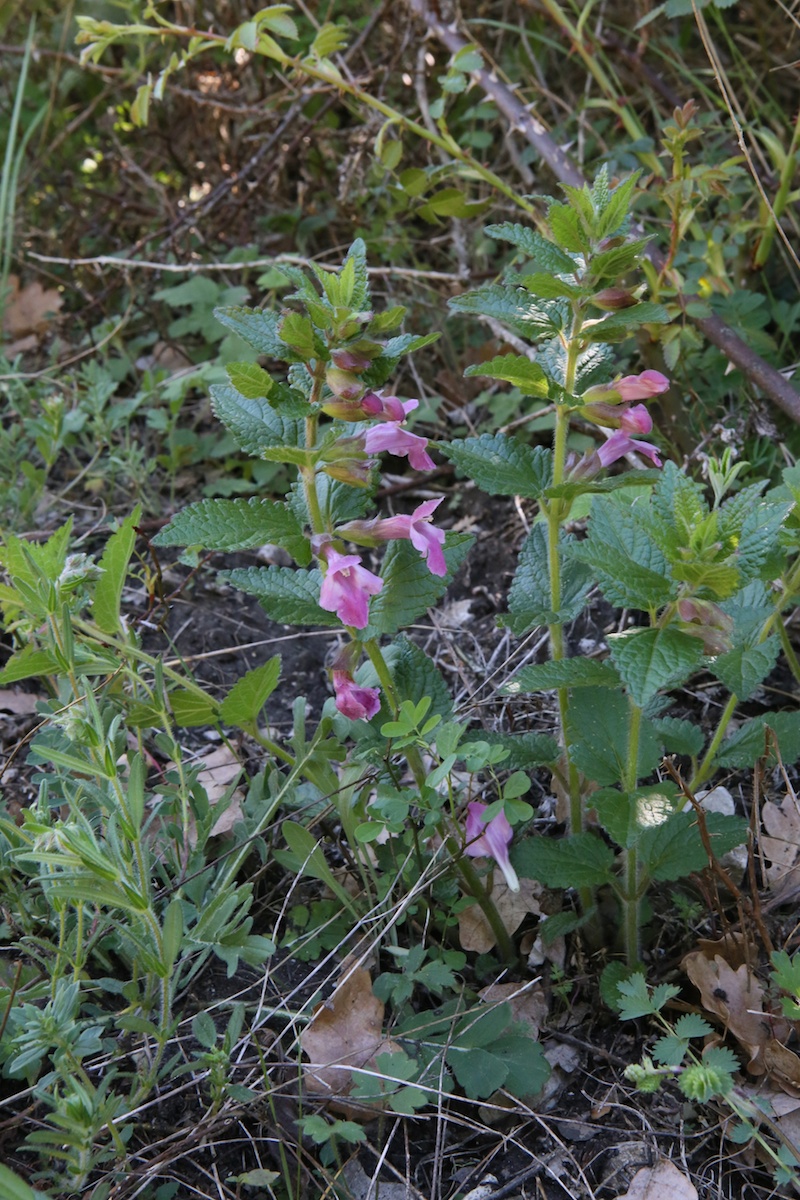 Melisse des bois (Fausse mélisse)