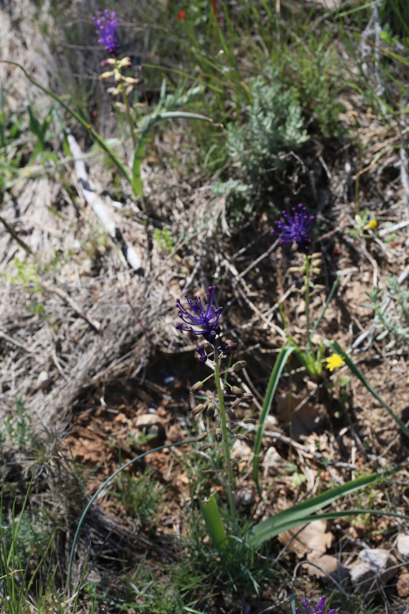 Muscari à toupet