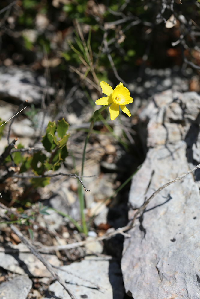 Narcisse d’Asso