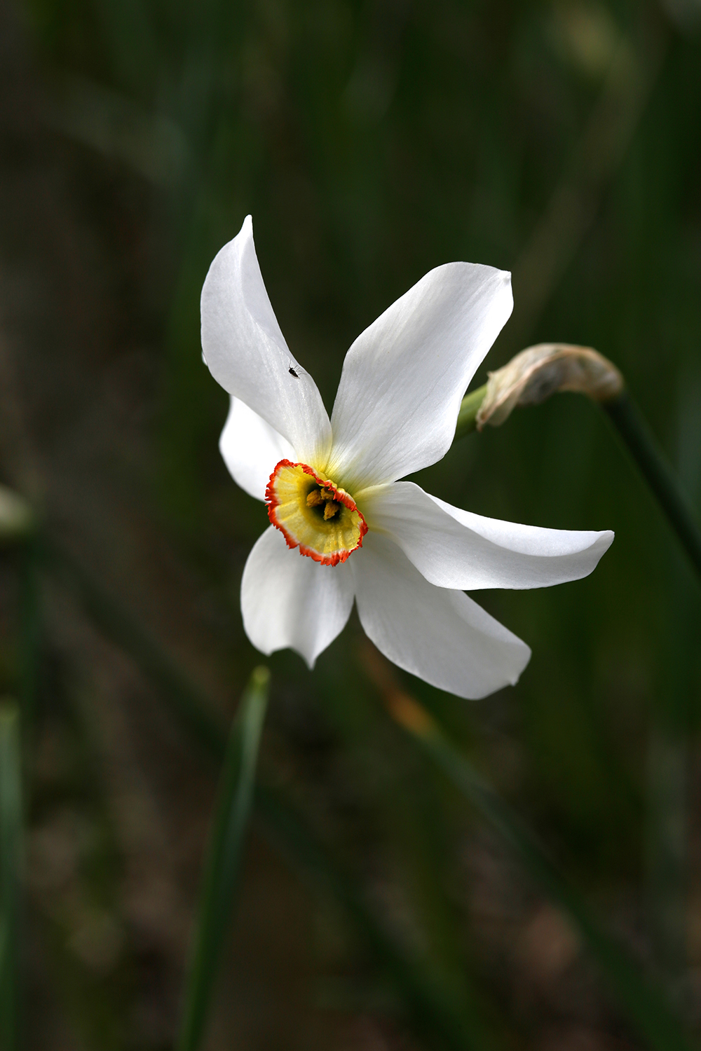 Narcisse du poète