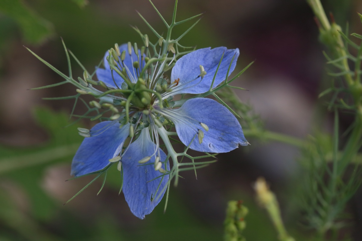 Nigelle de Damas