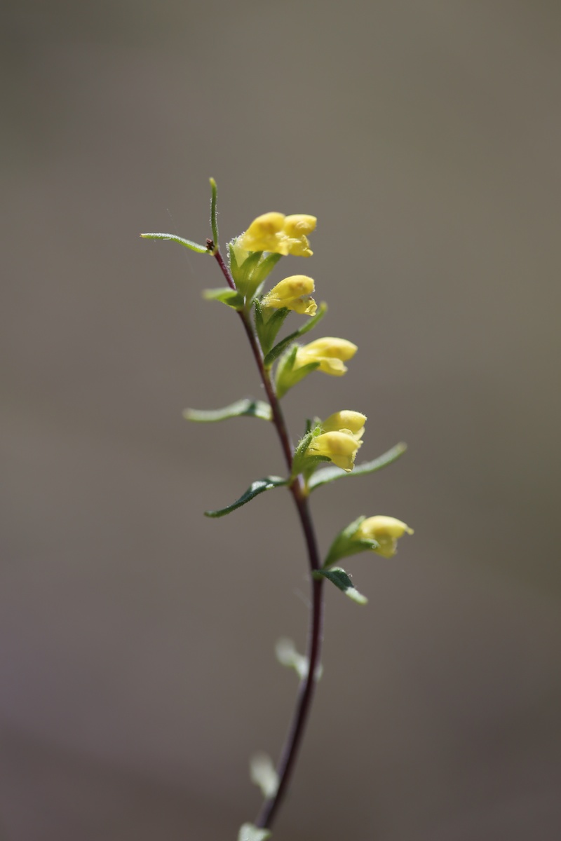 Odontites jaune