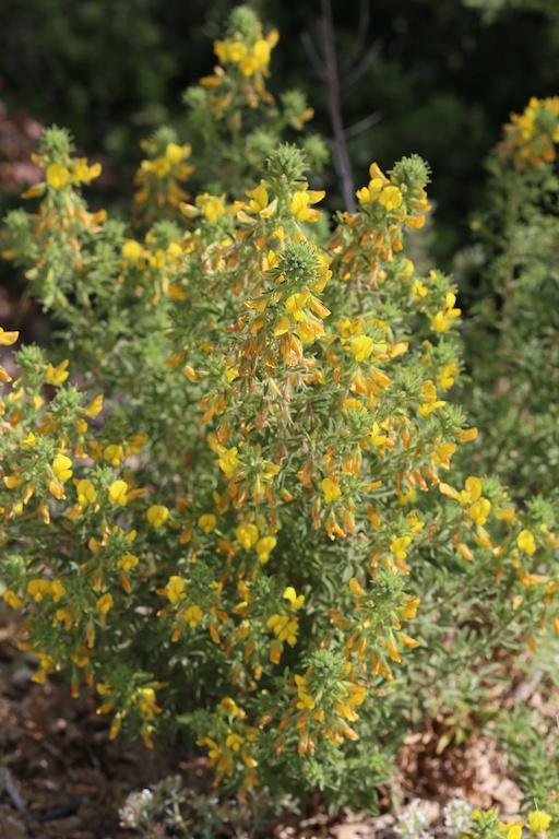 Flore Méditerranéenne Plantes Et Fleurs Du Midi Botanique