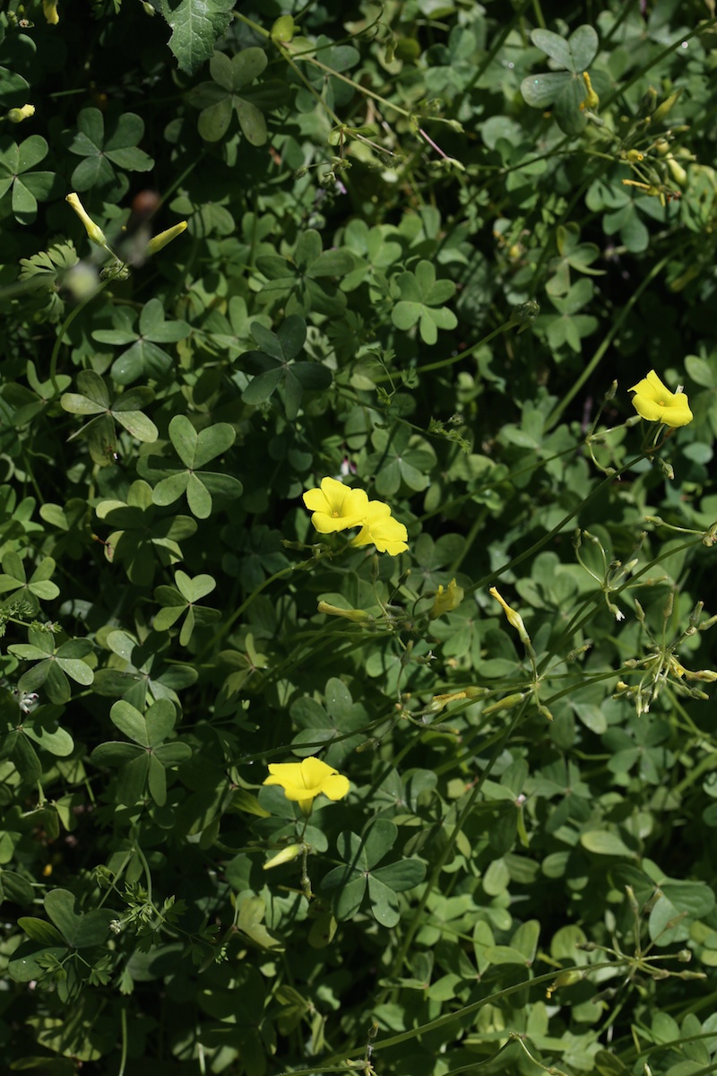 Oxalis des Bermudes