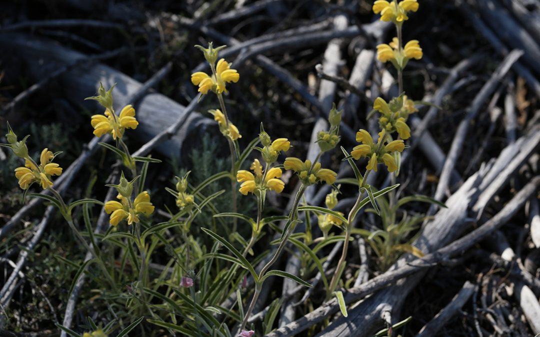 Phlomis lychnite