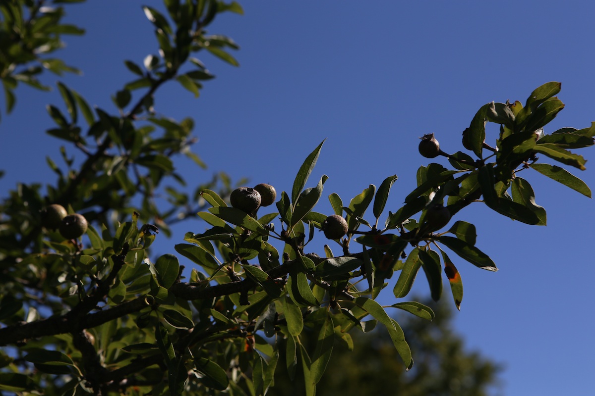 Poirier à feuilles d’amandier