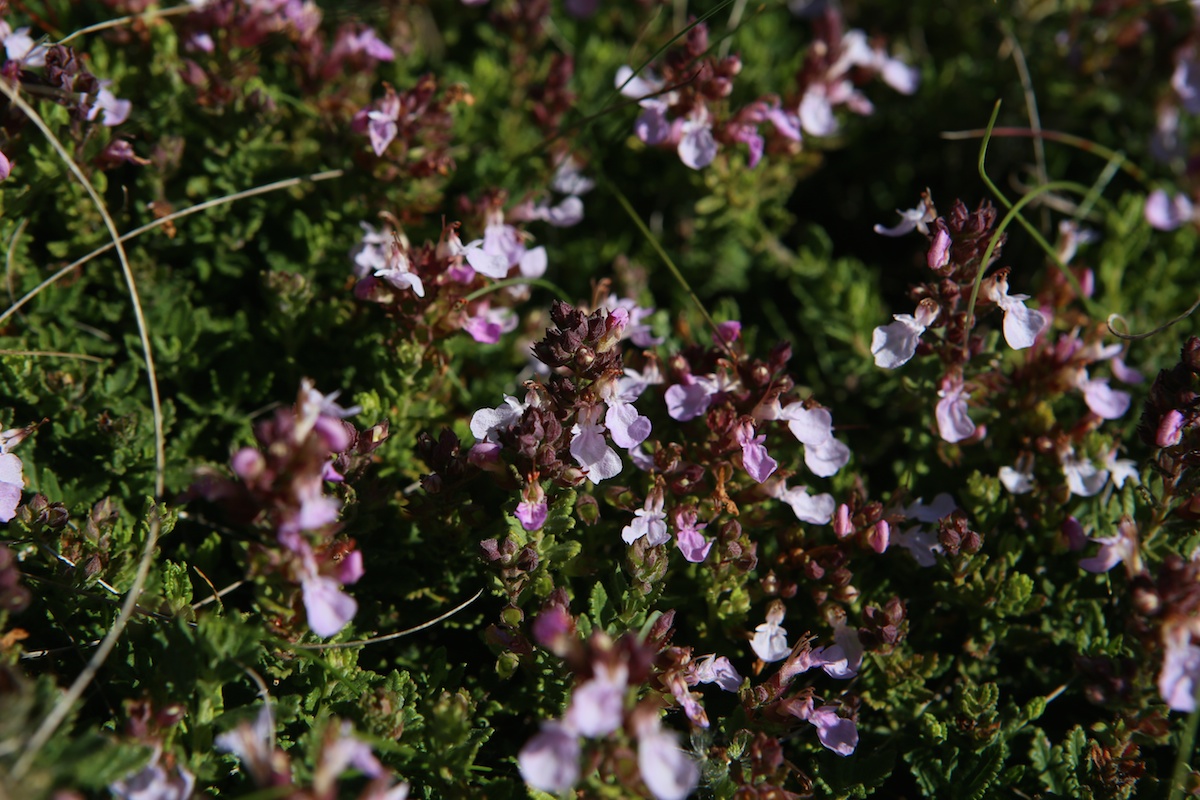 Germandrée Petit chêne