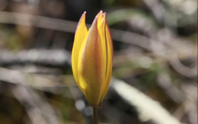 Tulipe du Midi