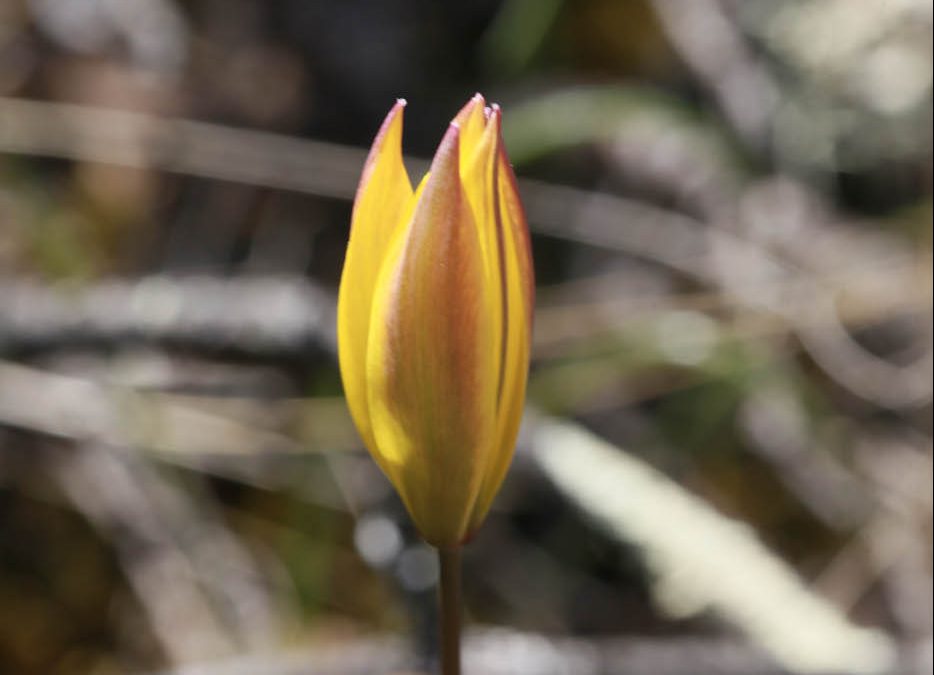 Tulipe du Midi