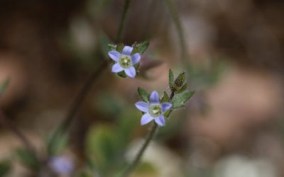 Campanule Erinus