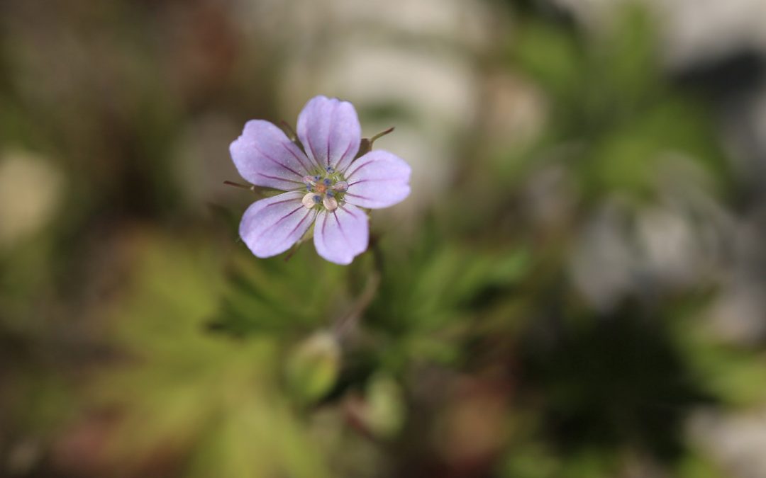 Geranium des colombes