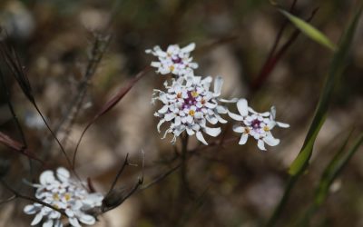 Iberis à feuilles pennées