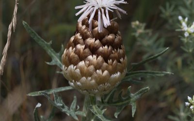 Leuzée conifère – Pomme de pin