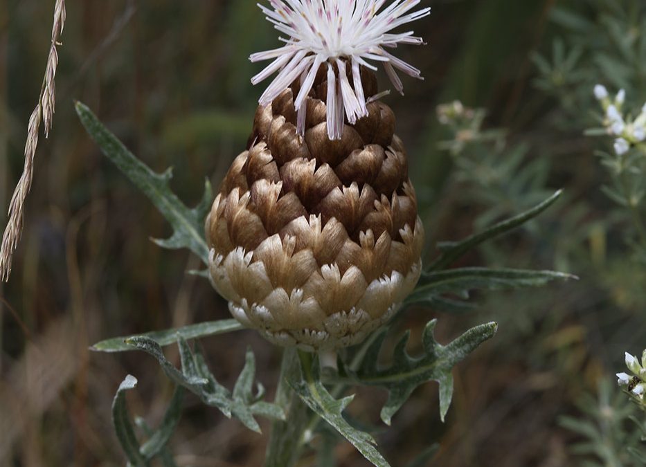 Leuzée conifère – Pomme de pin