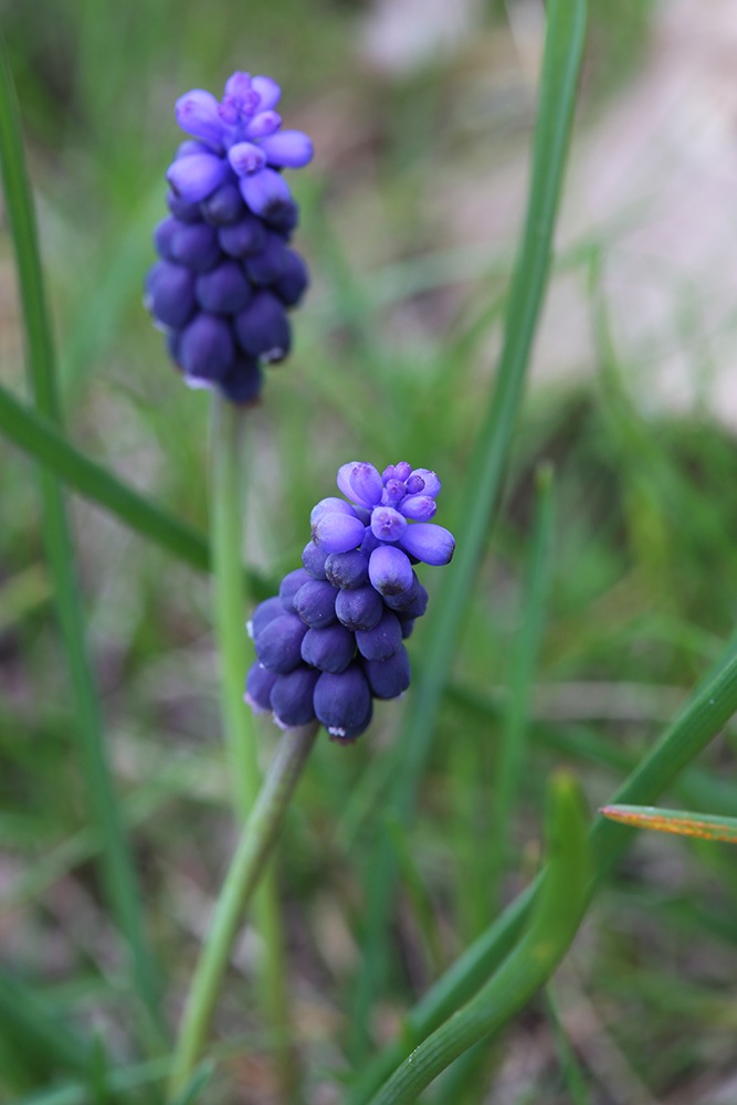 Muscari en grappes