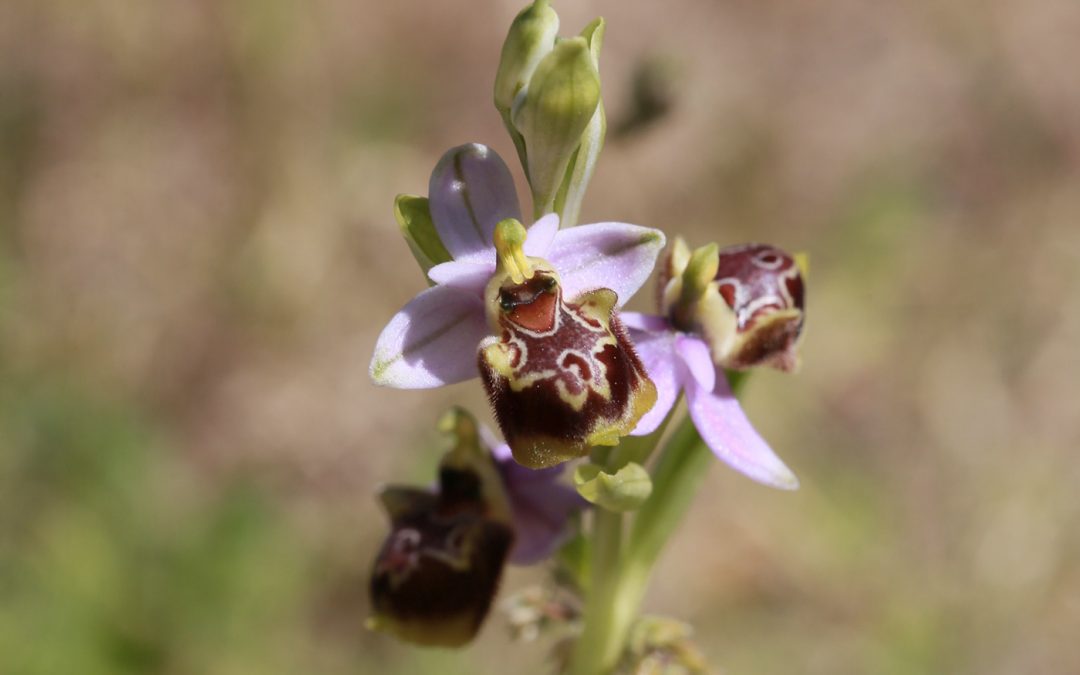 Ophrys frelon