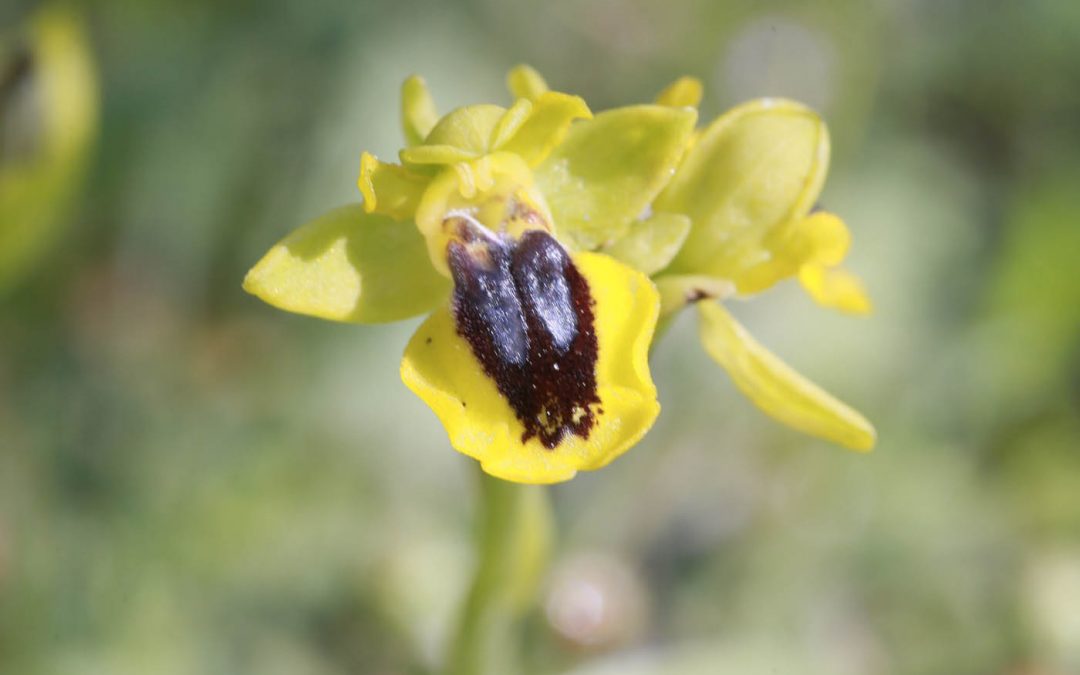 Ophrys jaune