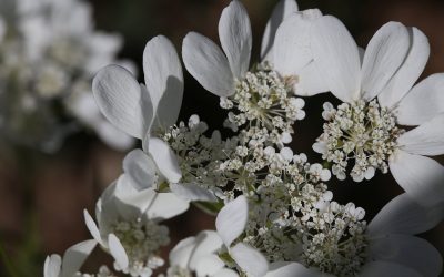 Orlaya à grandes fleurs