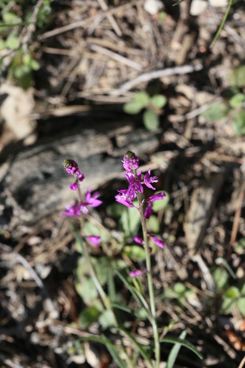 Polygala de Nice