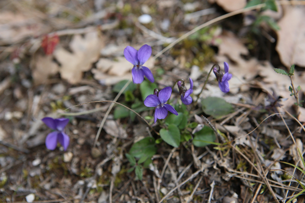 Violette des bois