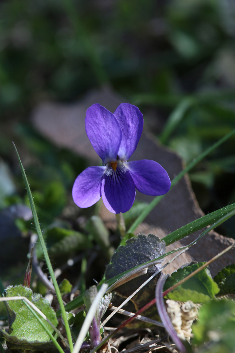 Violette odorante